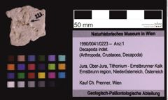 Foto (Objekt + Etiketten) von Decapoda indet. (NHMW-GEO-1990-0041-0223)